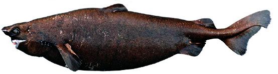 Centroscymnus coelolepis_04.jpg